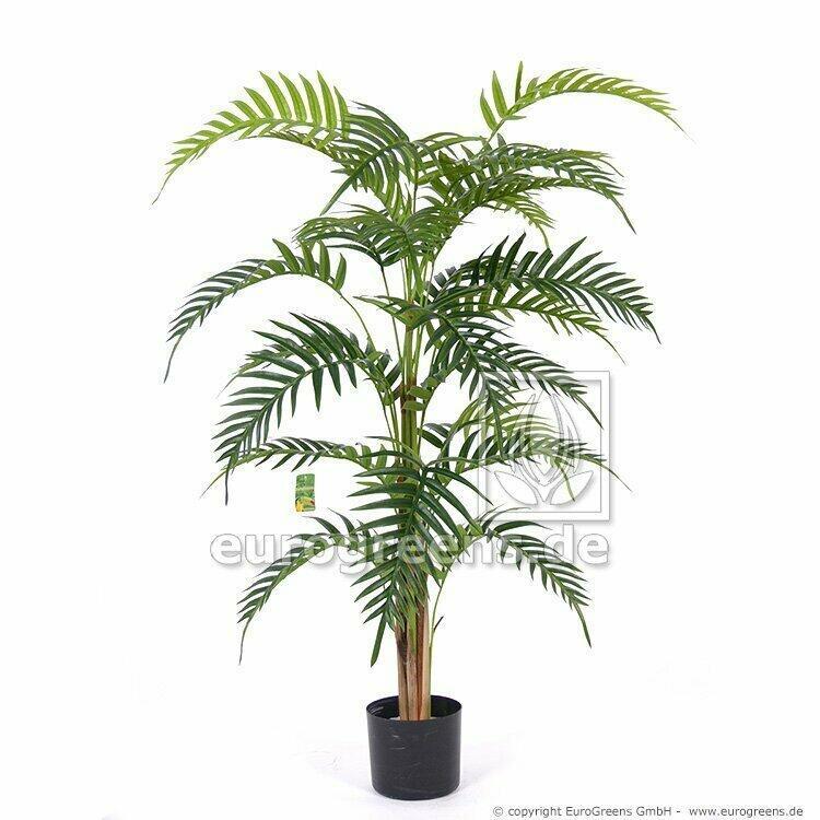 Palma Areca Royal vo veľkosti 120 centimetrov.