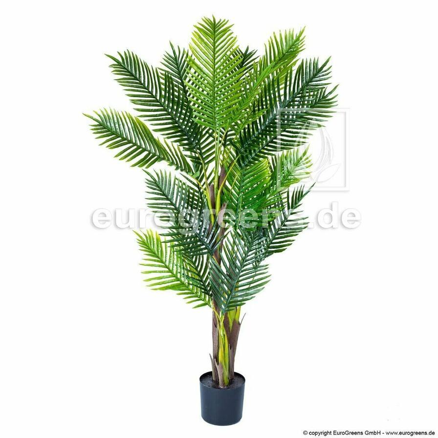 Palma Areca vo veľkosti 170 centimetrov.